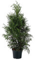 Thuja hækplante 80-100 cm høj